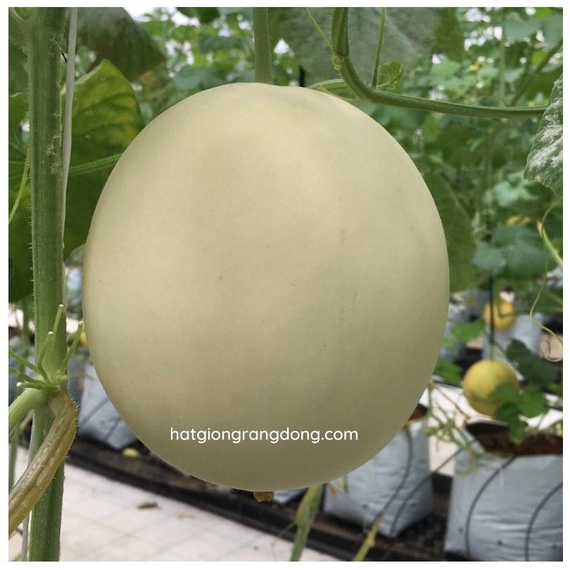 Hạt giống dưa lê bạch kim lai f1 Rado, đóng gói 5 hạt