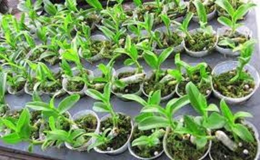 Phi điệp đột biến TRẮNG TINH KHIẾT chuẩn giống cam kết chất lượng