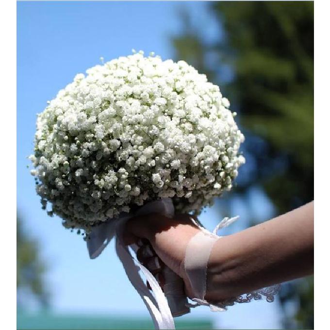 Hạt Giống Hoa Baby Hoa Trắng KNS3636 - Gói 50 hạt