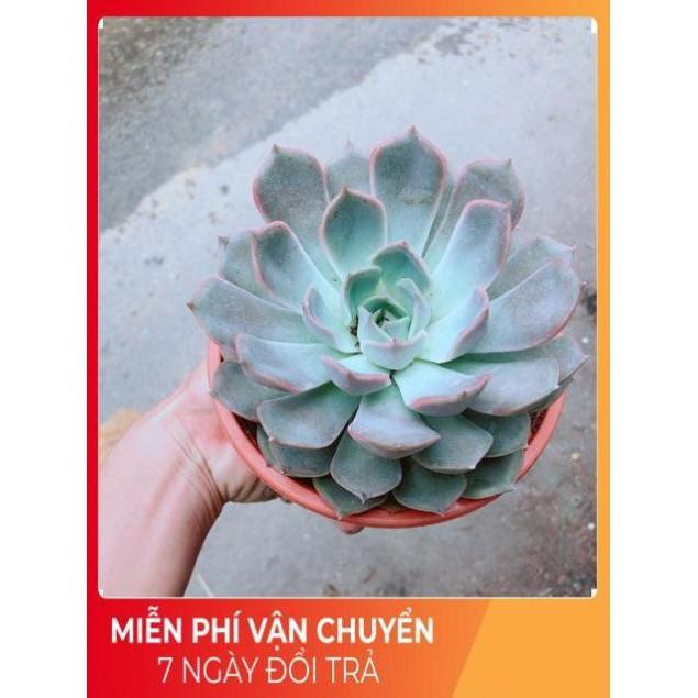 Sen Đá Size Đại 2