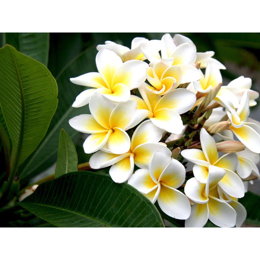 Cây giống HOA SỨ ĐẠI TRẮNG