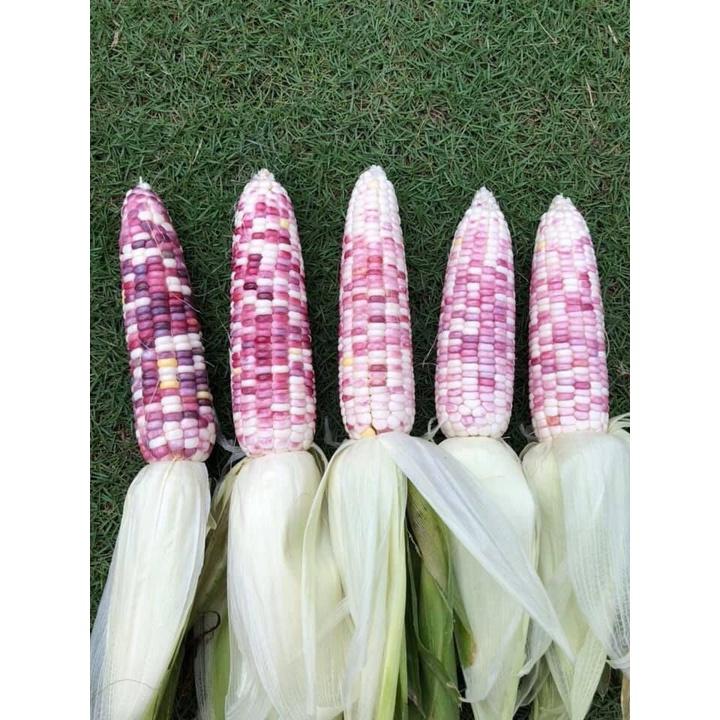 Hạt Giống bắp nếp lai F1 Nếp Thái Hồng - 1 gói 50gram