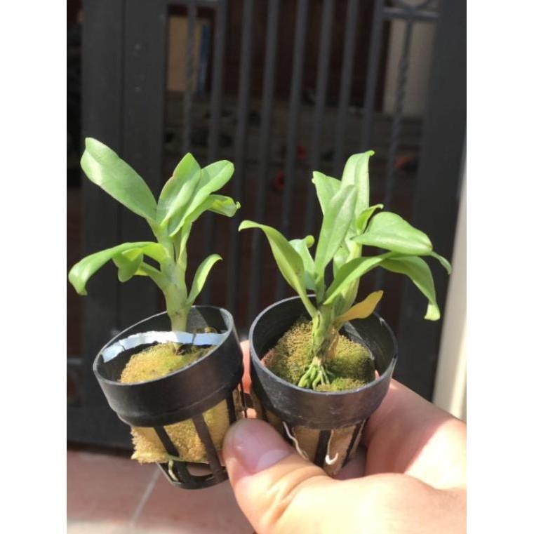 Combo 2cốc trầm 5ct cây giống gieo hạt
