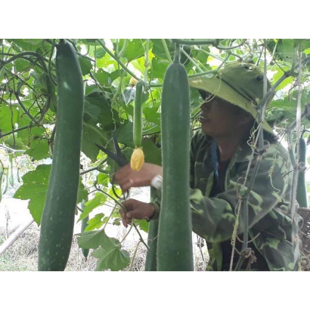 HẠT GIỐNG BÍ XANH