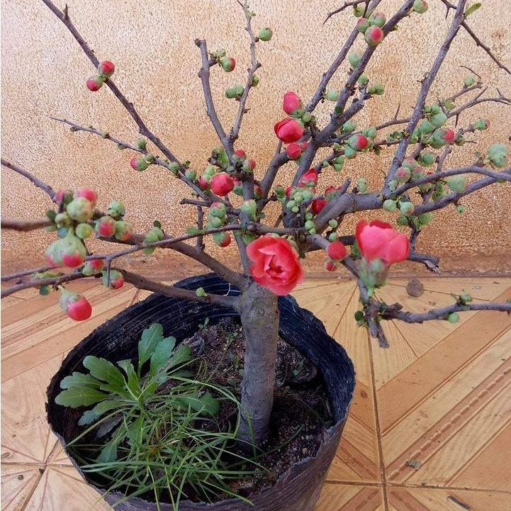 Cây Hoa Mai Đỏ - Siêu Nụ