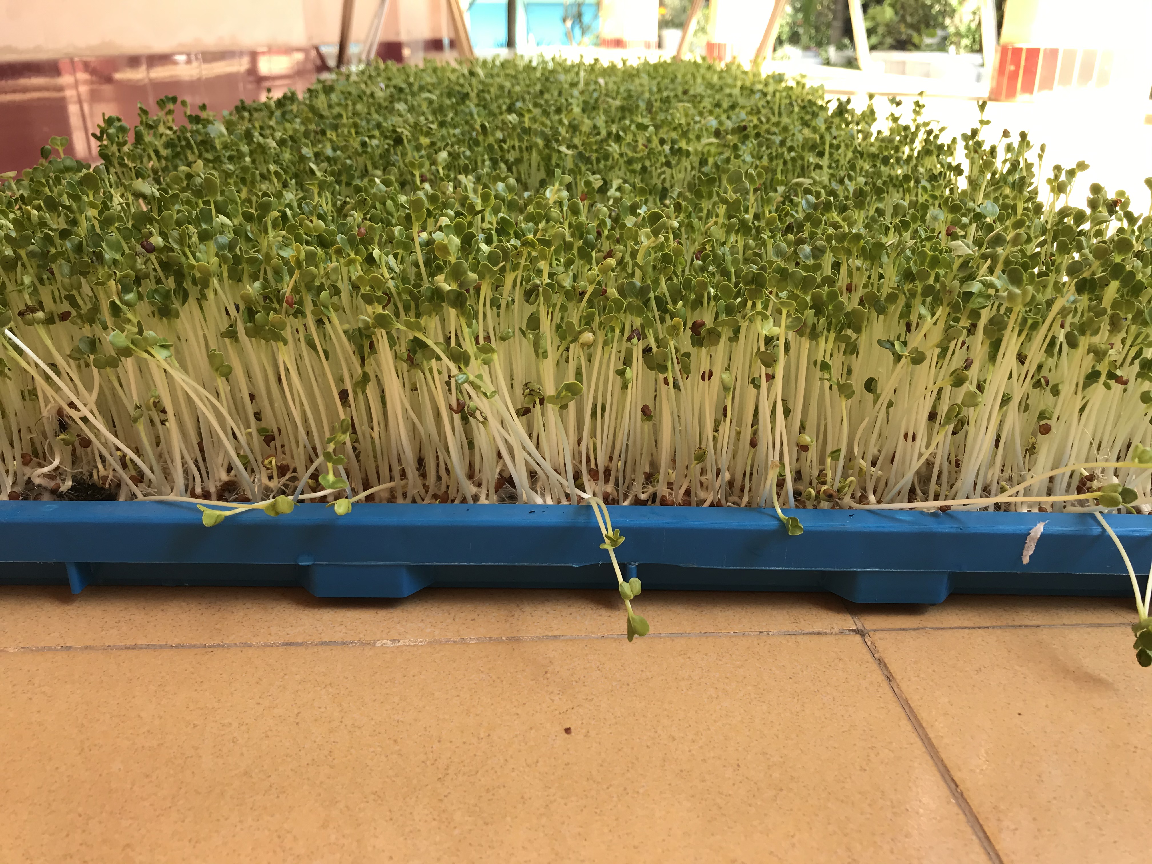 Combo 5 Khay Trồng Rau Mầm, Lúa Mạch, Cỏ Lúa Mì HOLO - Xanh Dương