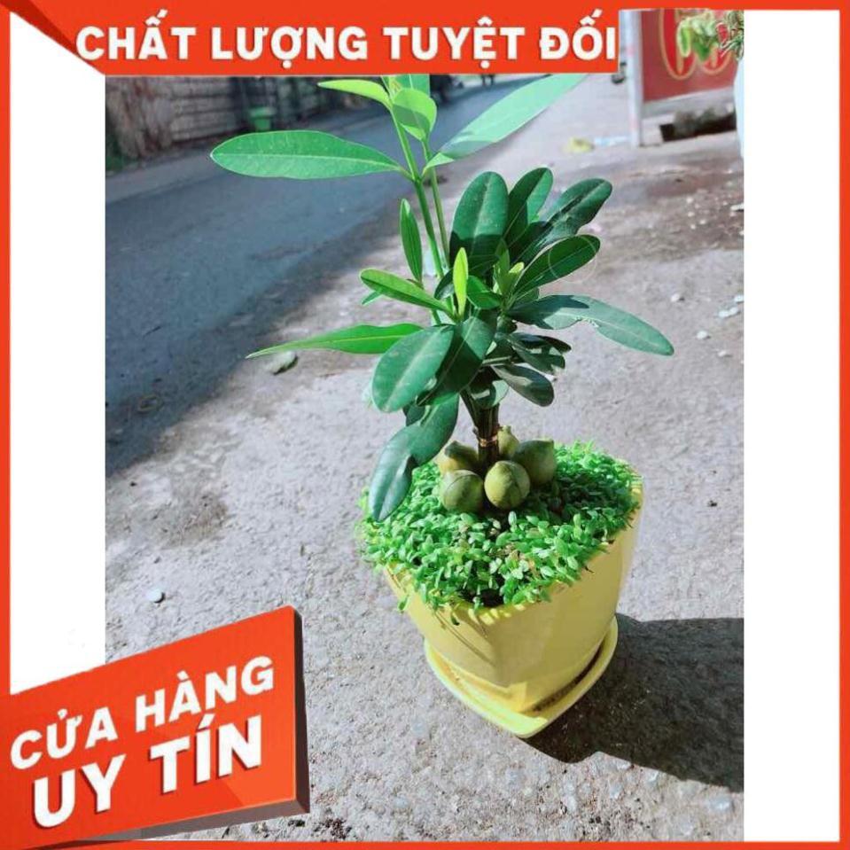 Chậu Cây May Mắn Trái Tim Vàng Nhiều Người Mua