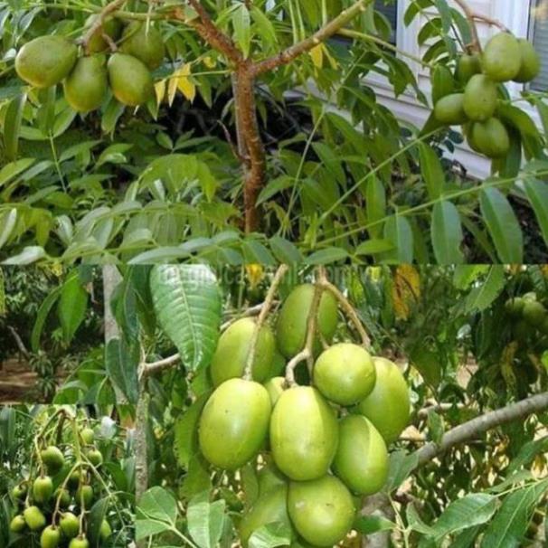 Cóc thái siêu quả