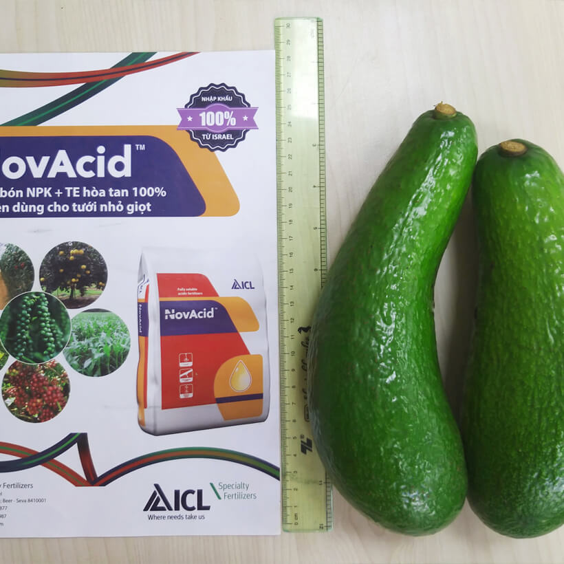 Phân Bón Israel NovAcid Calcium 15.5-0-0 , Hoà Tan 100% Hạn chế rụng trái non, tăng đậu trái và sức đề kháng cho cây trồng