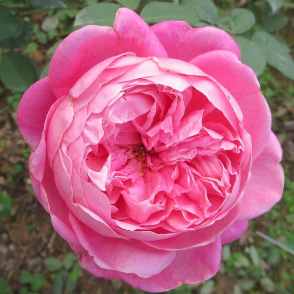 COMBO 3 CÂY GIỐNG Hoa hồng cổ Sapa – Hoa hồng rực rỡ xứ Tây Bắc,