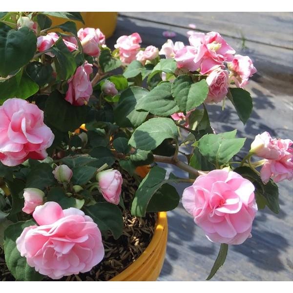 Hạt giống hoa ngọc thảo kép mix 20 hạt/gói