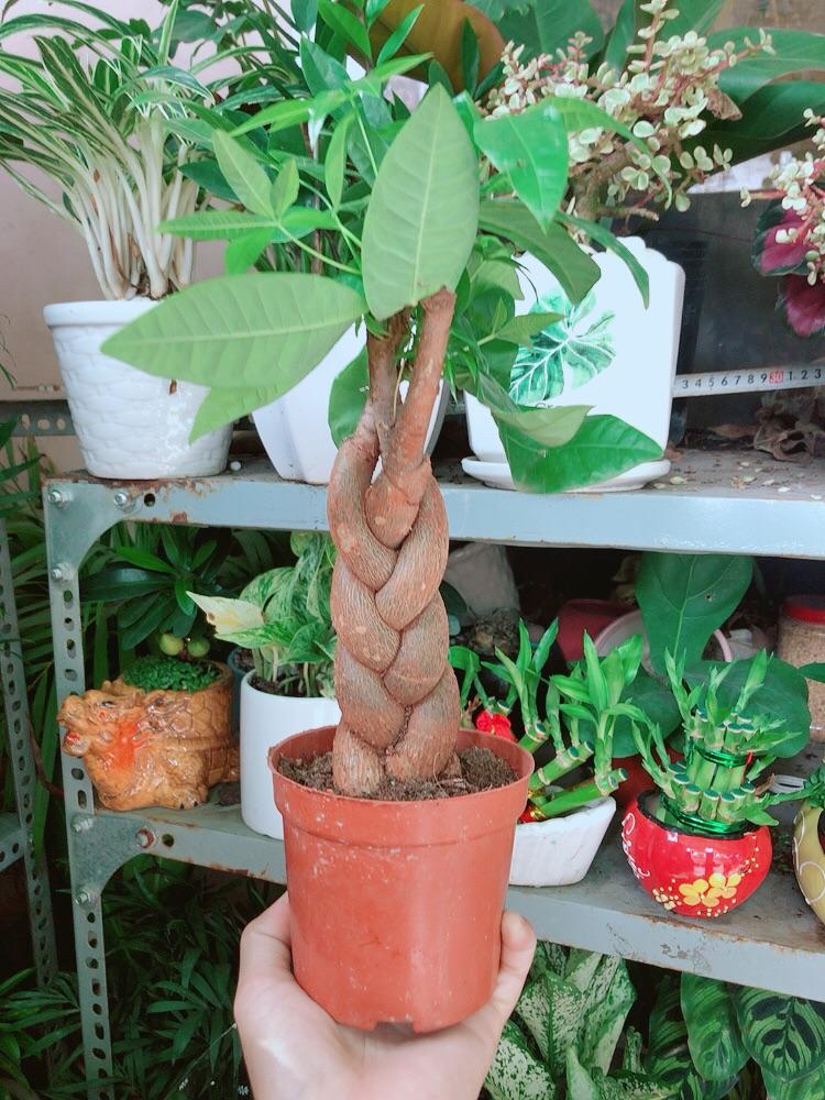 Kim Ngân Thắt Bính 3 Thân