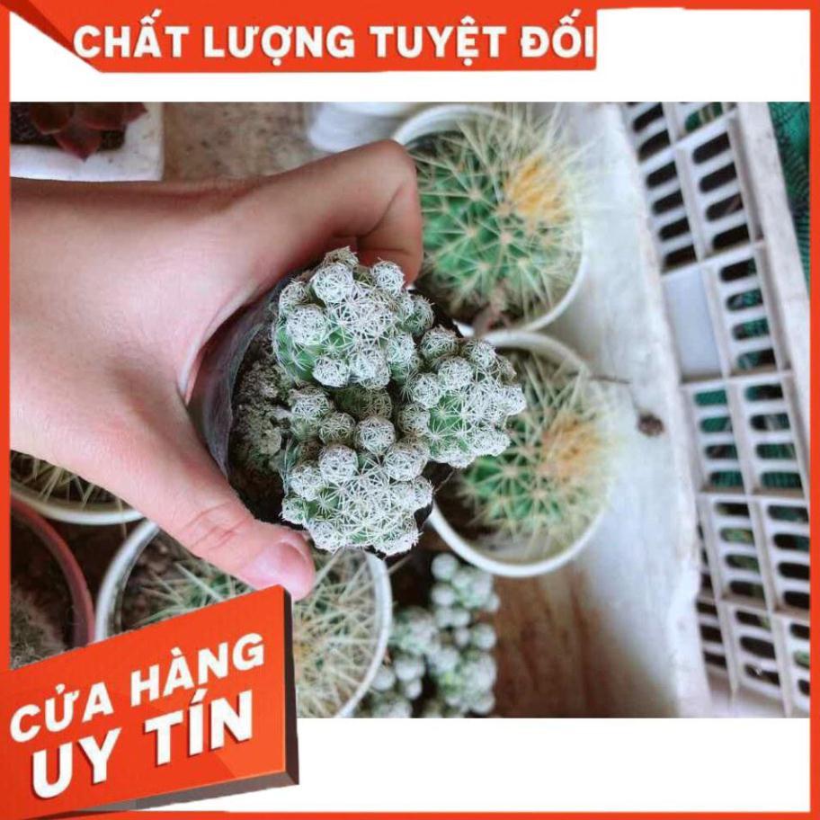 Xương rồng trứng chim kèm chậu Nhiều Người Mua
