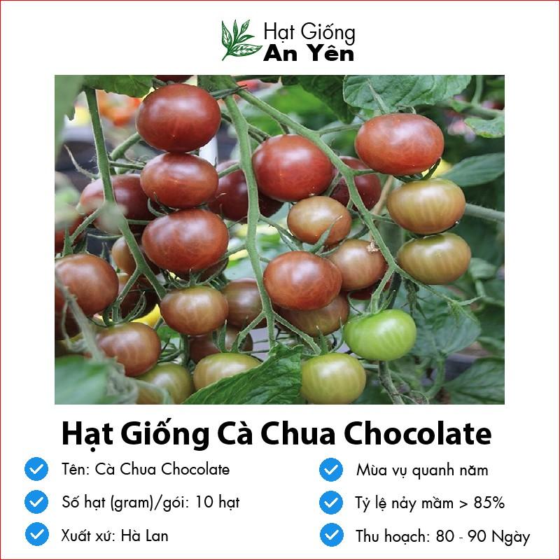 Hạt giống Cà Chua Chocolate thu hoạch sớm, dễ trồng, nảy mầm cao, sinh trưởng khoẻ