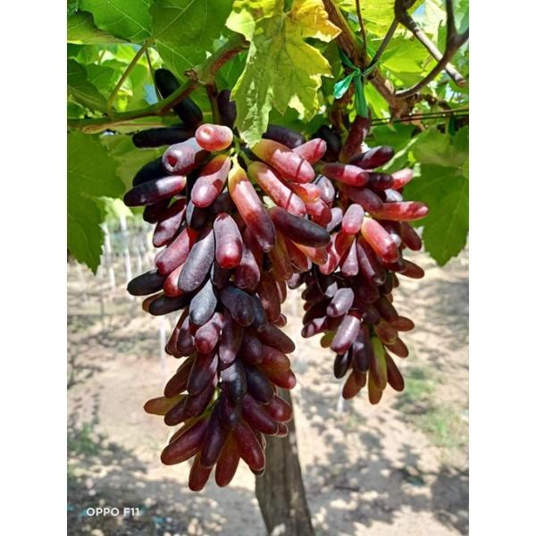 Nho ngón tay mỹ quả to dài, ngon ngọt không có hạt, cho quả sau 6 tháng trồng