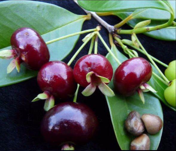 Cây CHERRY BRAXIN cây LỚN sắp quả, siêu sai quả, chất lượng, giá trị kinh tế cao