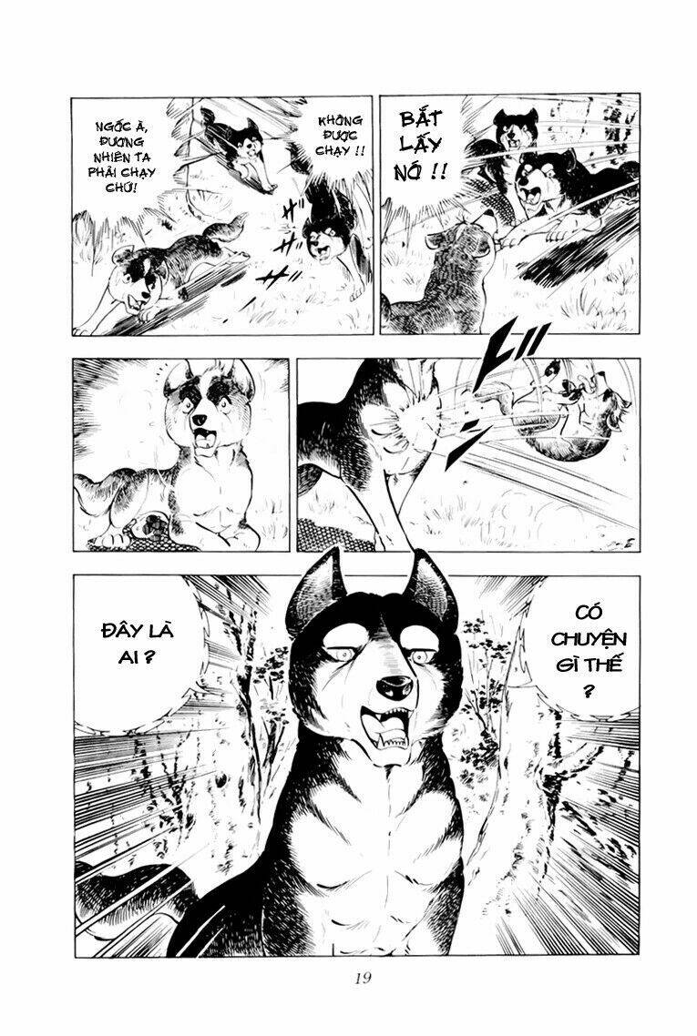 chú chó có nghĩa - ginga nagareboshi gin chapter 31 20