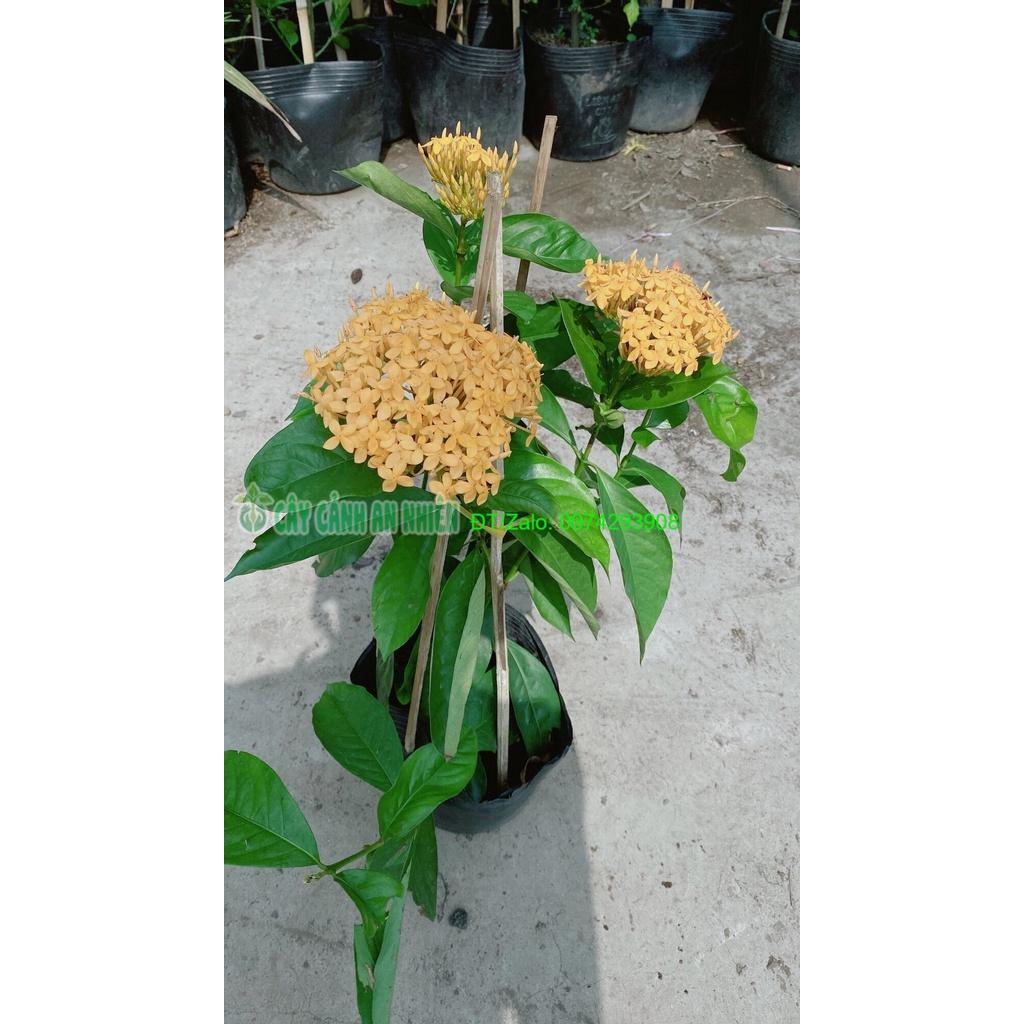 Cây Hoa Trang Mỹ Màu Vàng