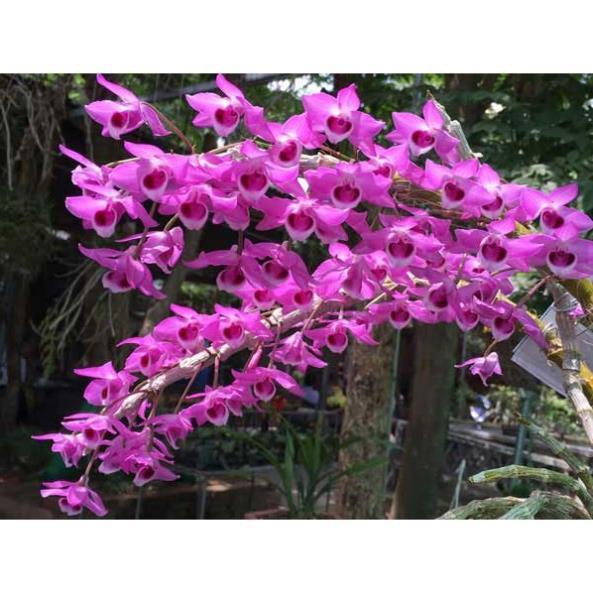 Sản Phẩm phong lan trầm tím