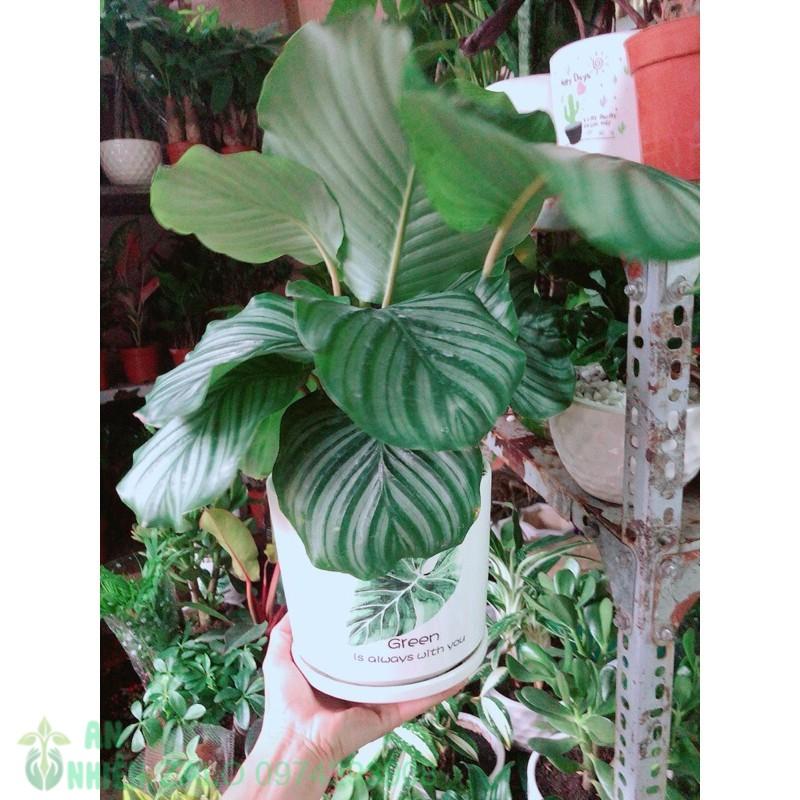 Chậu Cây Đuôi Công Táo Xanh