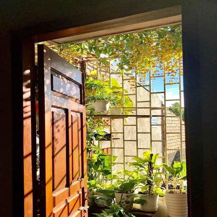 CÂY HOA LAN HOÀNG DƯƠNG