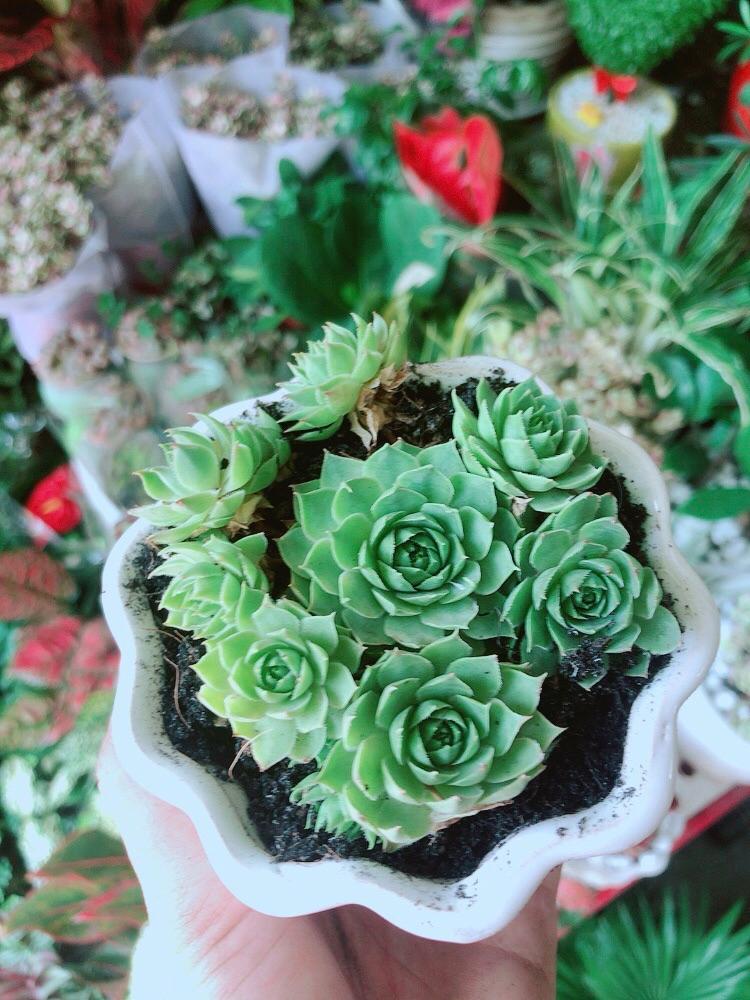 Chậu Sen Phật Bà Xanh