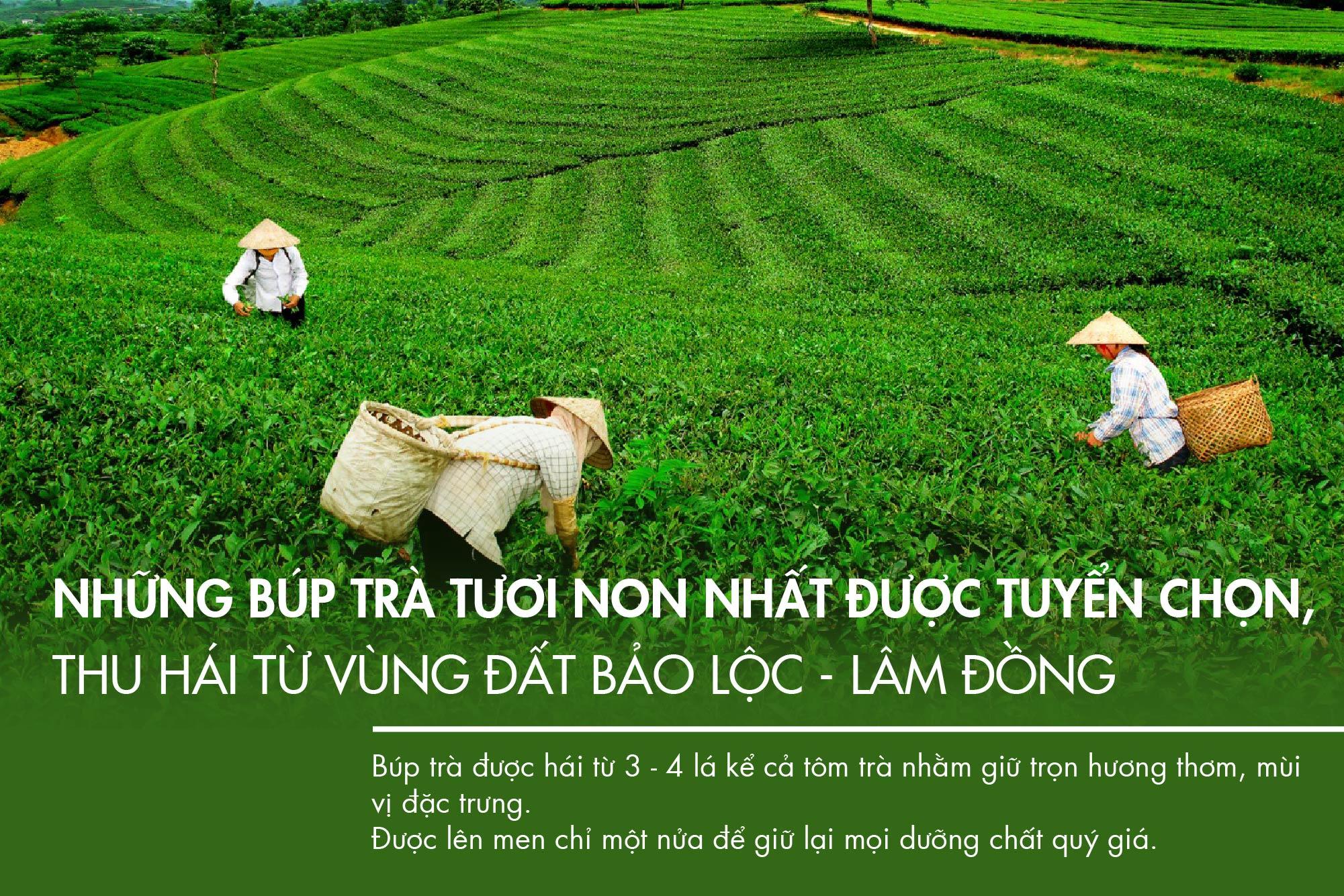 Trà Ô Long Thúy Ngọc L461 Dotea 50g - Trà Olong Chát Nhẹ Thanh Tao Hương Thơm Hoa Qủa