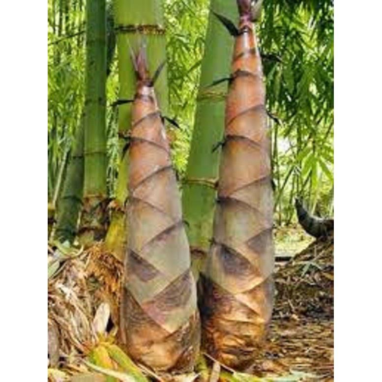 Cây Giống tre tàu vừa làm cảnh, vừa lấy măng