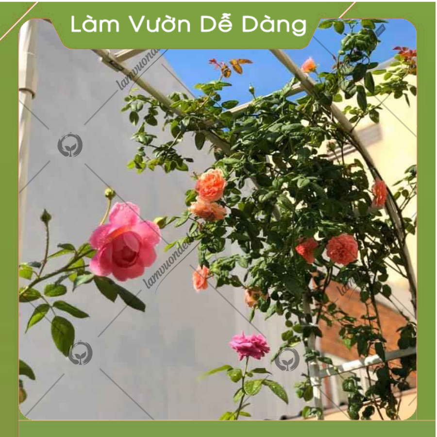 CỔNG VÒM HOA HỒNG LEO cao 2M85 - Dùng làm khung cổng vòm hoa, giàn leo, giá đỡ cho cây hoa hồng leo, cây hoa leo - Giúp cây không bị đổ ngã - Tạo không gian đẹp cho khu vườn