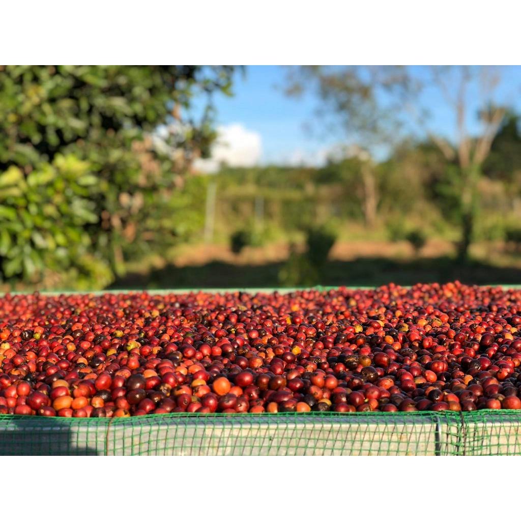 Azzan Arabica - Cà phê Arabica Cầu Đất, Lâm Đồng (hương trái cây, vị chua thanh)