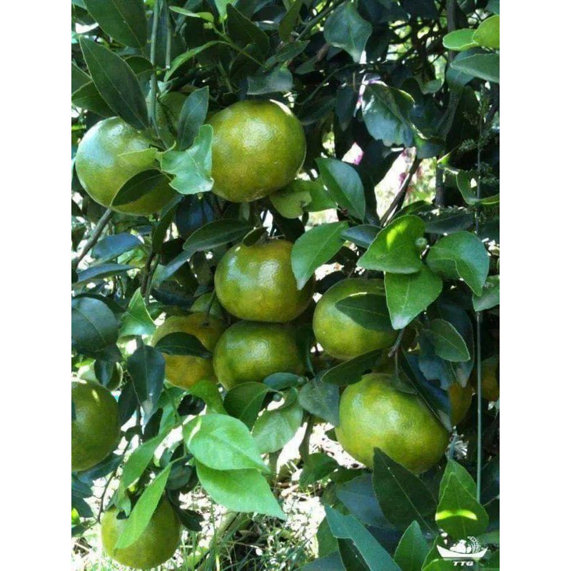 Cây giống quýt đường thái lan
