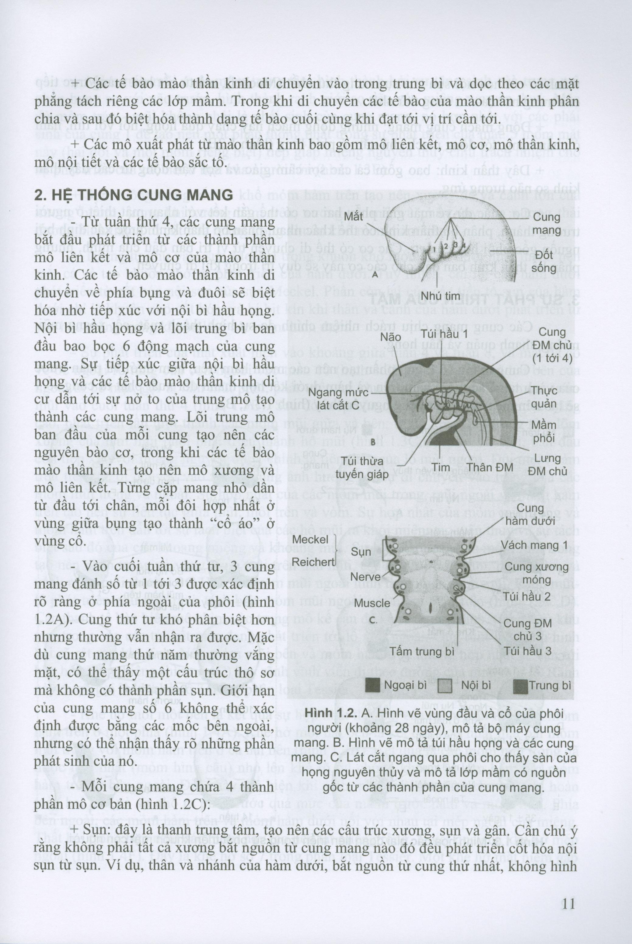 Các Vấn Đề Cơ Bản Trong Phẫu Thuật Tạo Hình Thẩm Mỹ (Phần III: Đầu Mạt Cổ)