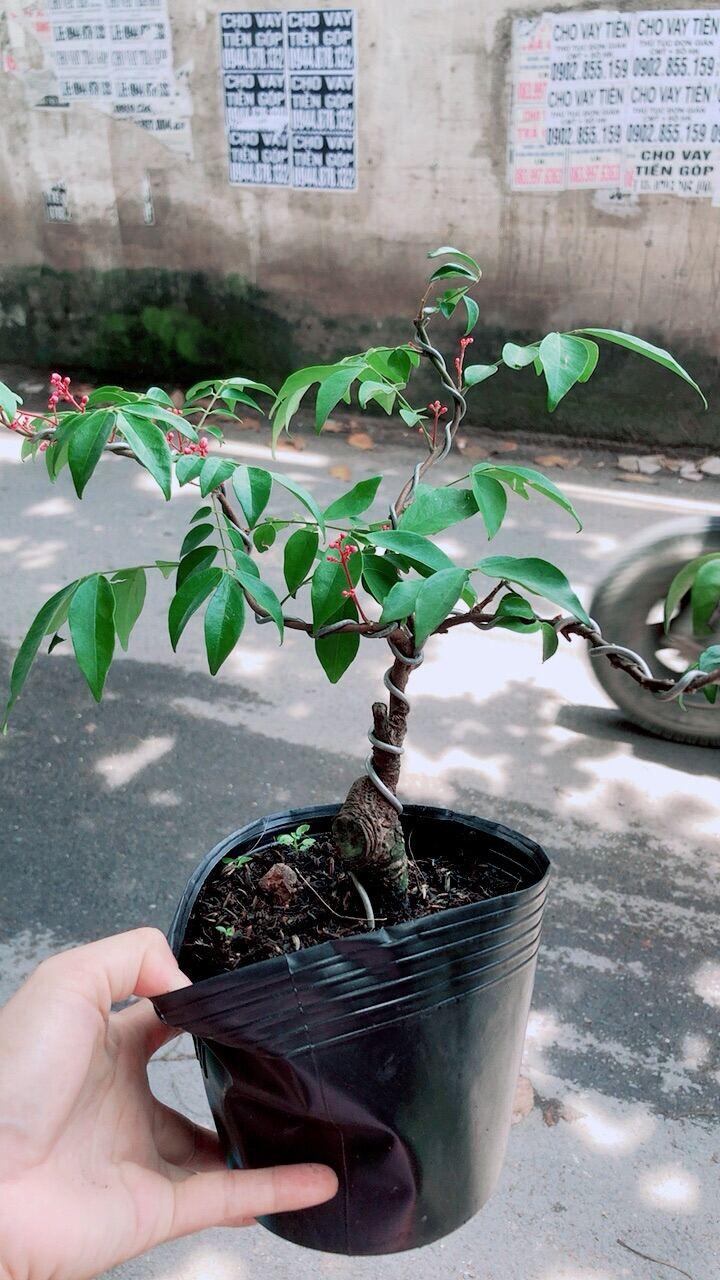 Cây Khế Bonsai