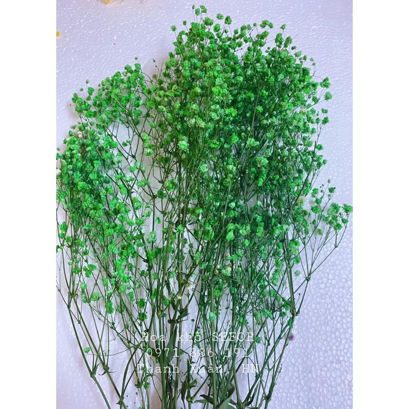 Hoa Baby Bloom Gypsophila hoa khô trang trí nhà cửa, văn phòng