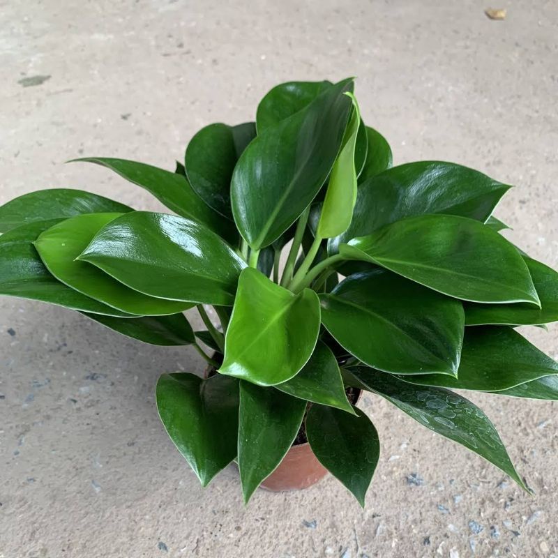 Cây Đại Đế Xanh siêu tốt