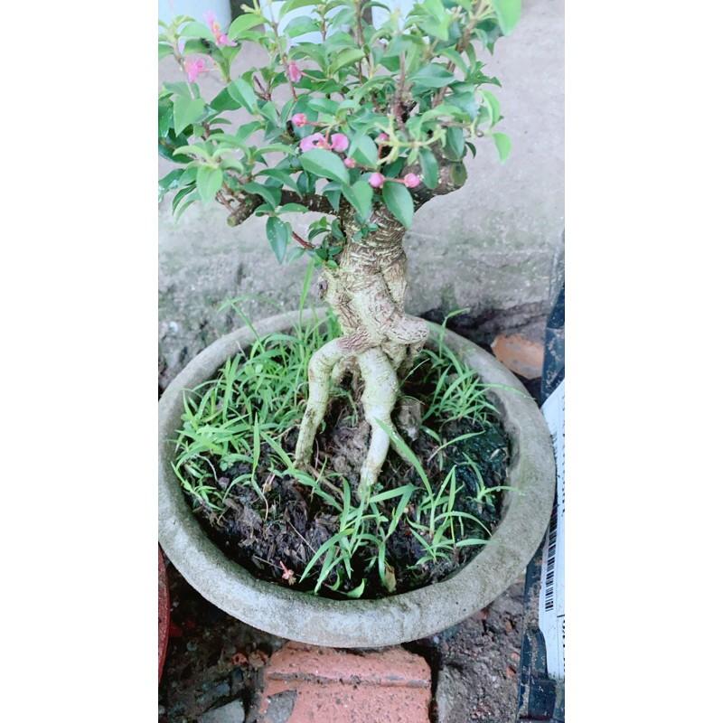 Hình ảnh Hồng Ngọc Mai Bonsai Gốc 4-5cm