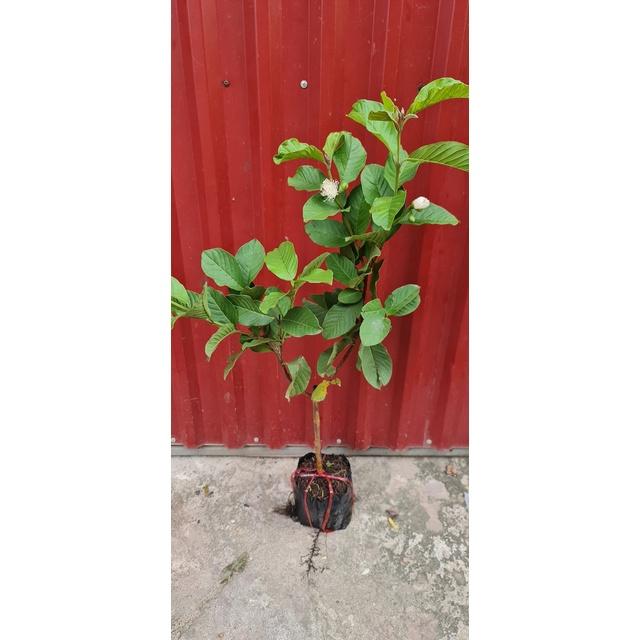 Cây Giống Ổi Lùn nữ Hoàng thái lan