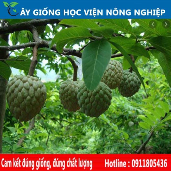 Sản phẩm Cây Ăn Trái cây na dai chuẩn giống F1