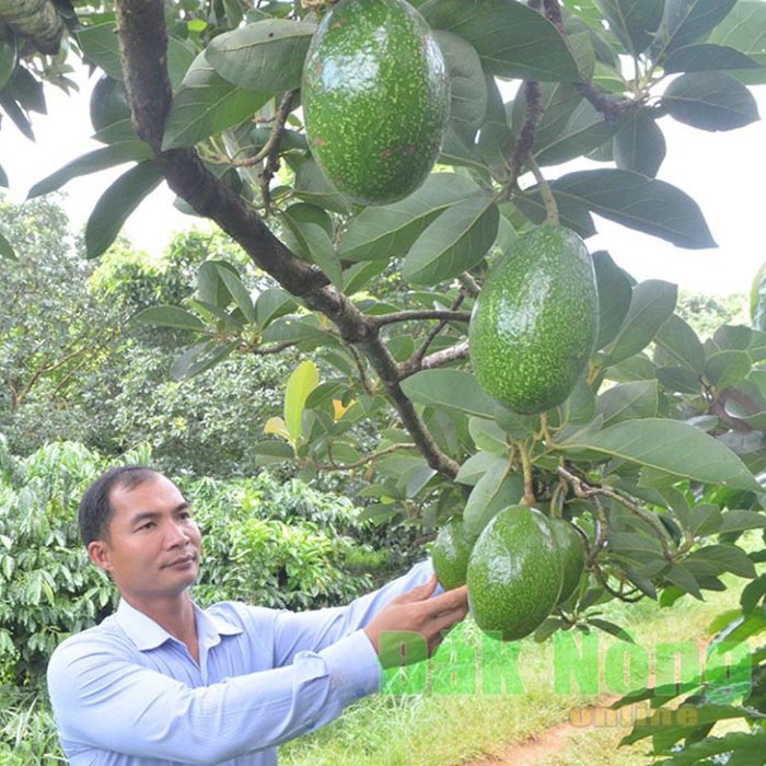 Cây Giống Bơ Trịnh Xuân Mười Cây To