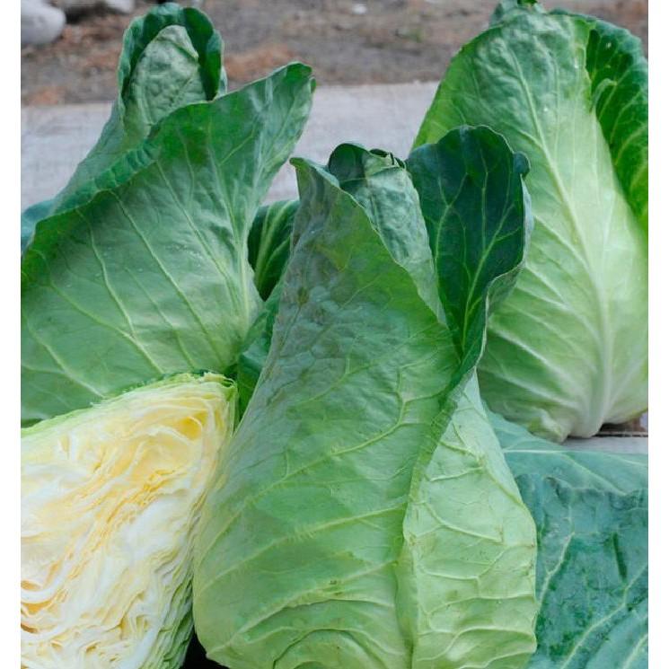 COMBO 2 gói hạt giống cải bắp trái tim xanh