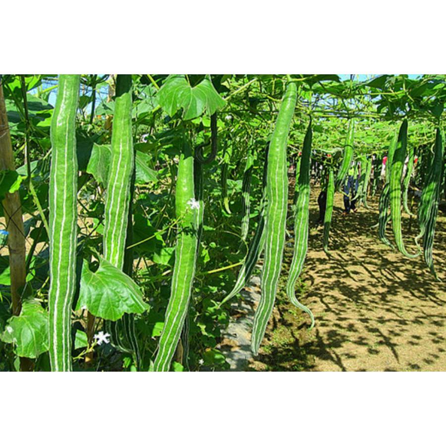 HẠT GIỐNG LẶC LÀY