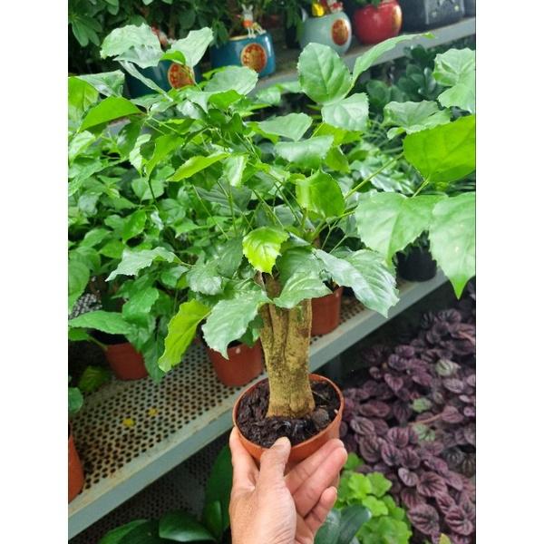 Chậu Cây hạnh phúc - size để bàn