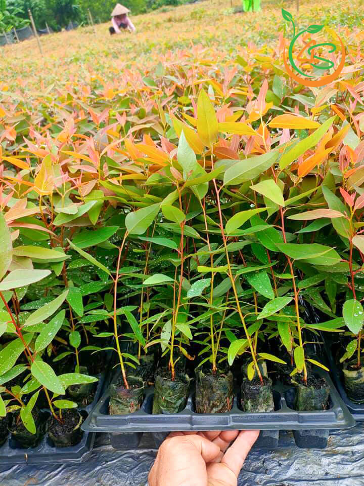 Cây giống Bạch Đàn