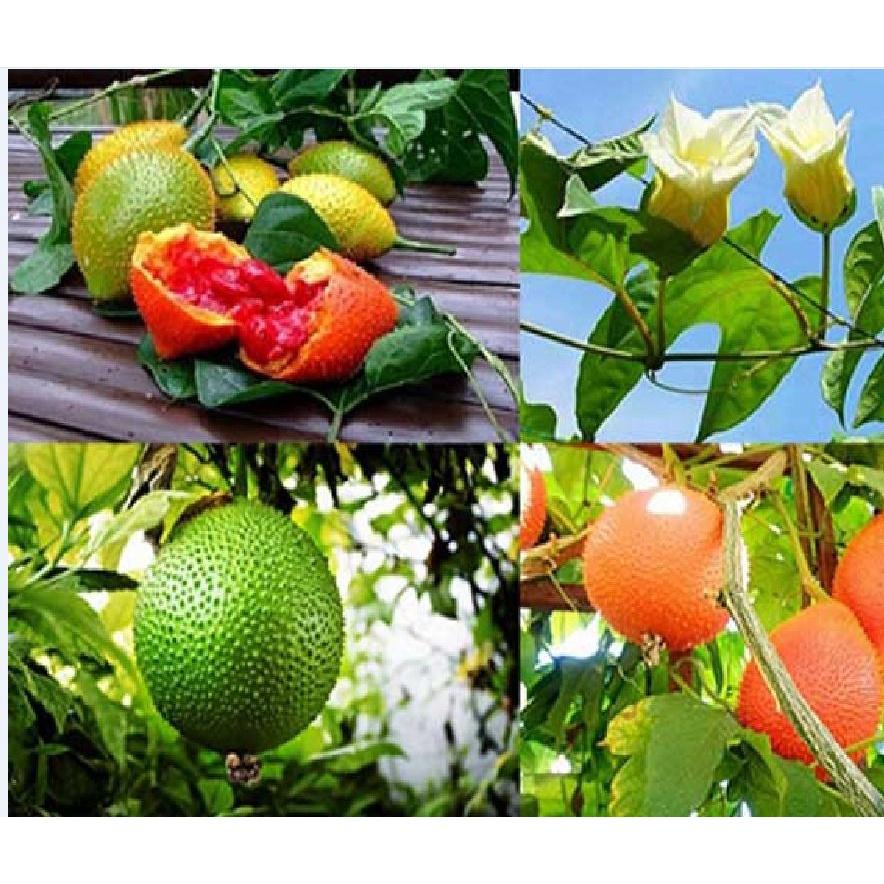 Hạt giống quả gấc cao sản CT71 - Gói 10 hạt
