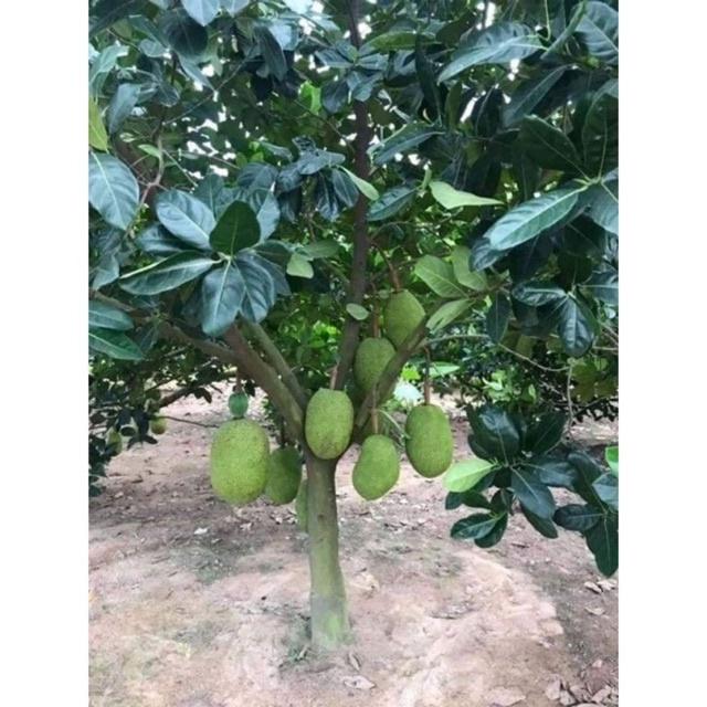 Cây giống mít tố nữ siêu trái nữ hoàng các loài mít.
