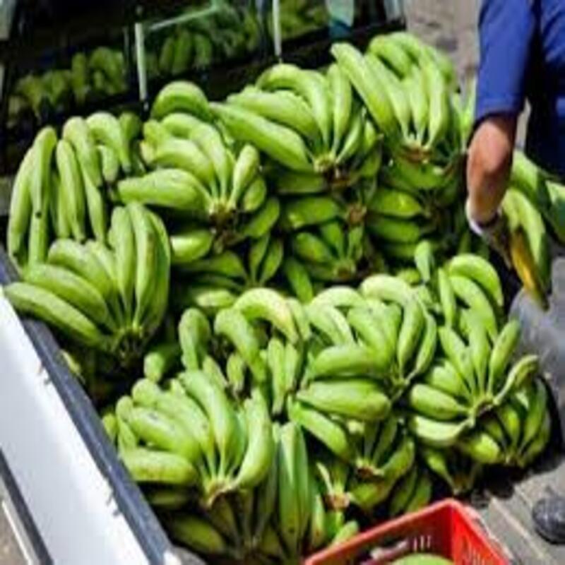 CÂY GIỐNG CHUỐI GIÀ LÙN NAM MỸ SIÊU QUẢ SIÊU KINH TẾ