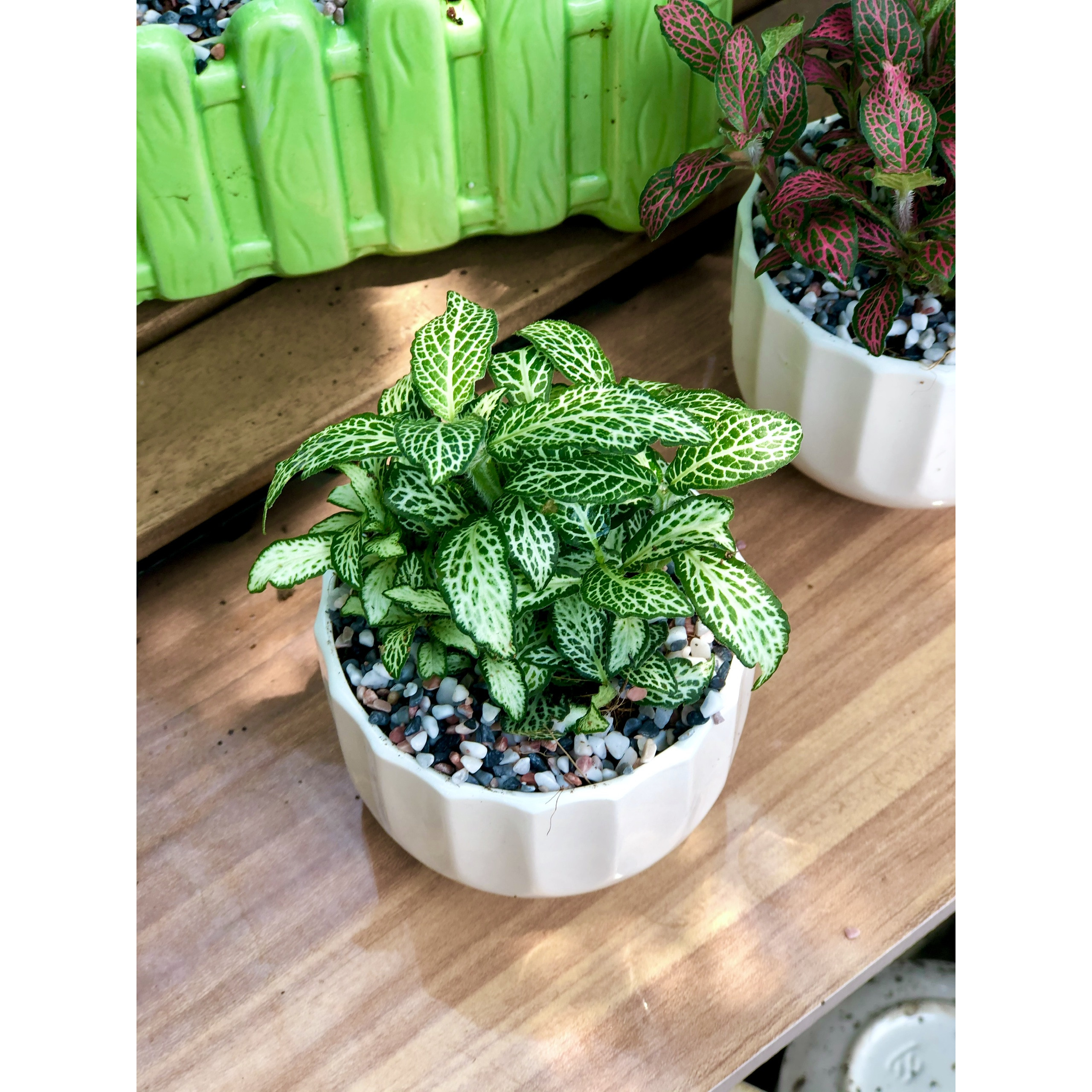 Chậu sứ là May Mắn màu xanh tặng kèm đá trang trí