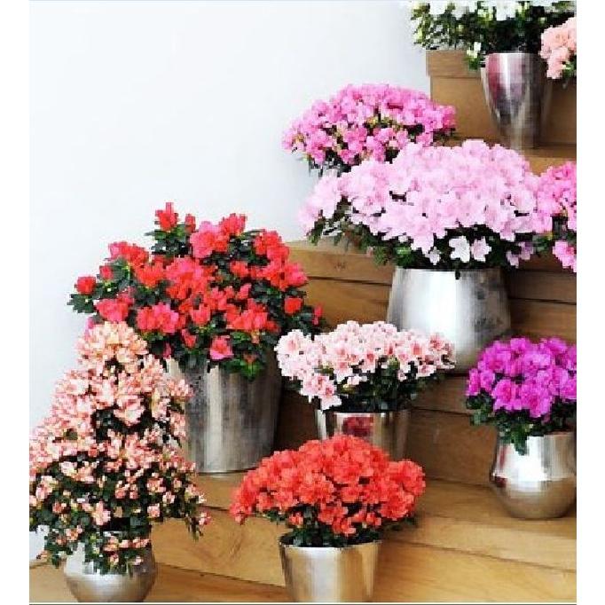 Hạt giống hoa đỗ quyên Mix nhiều màu CT371 - Gói 30 hạt