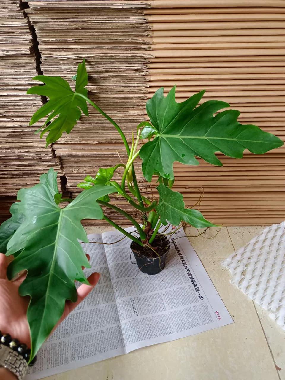 Cây trầu ba lá lỗ