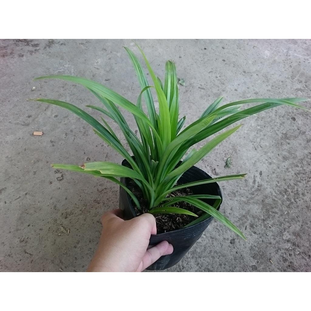 Cây lá dứa - cây cảnh sân vườn + tặng phân bón cho cây
